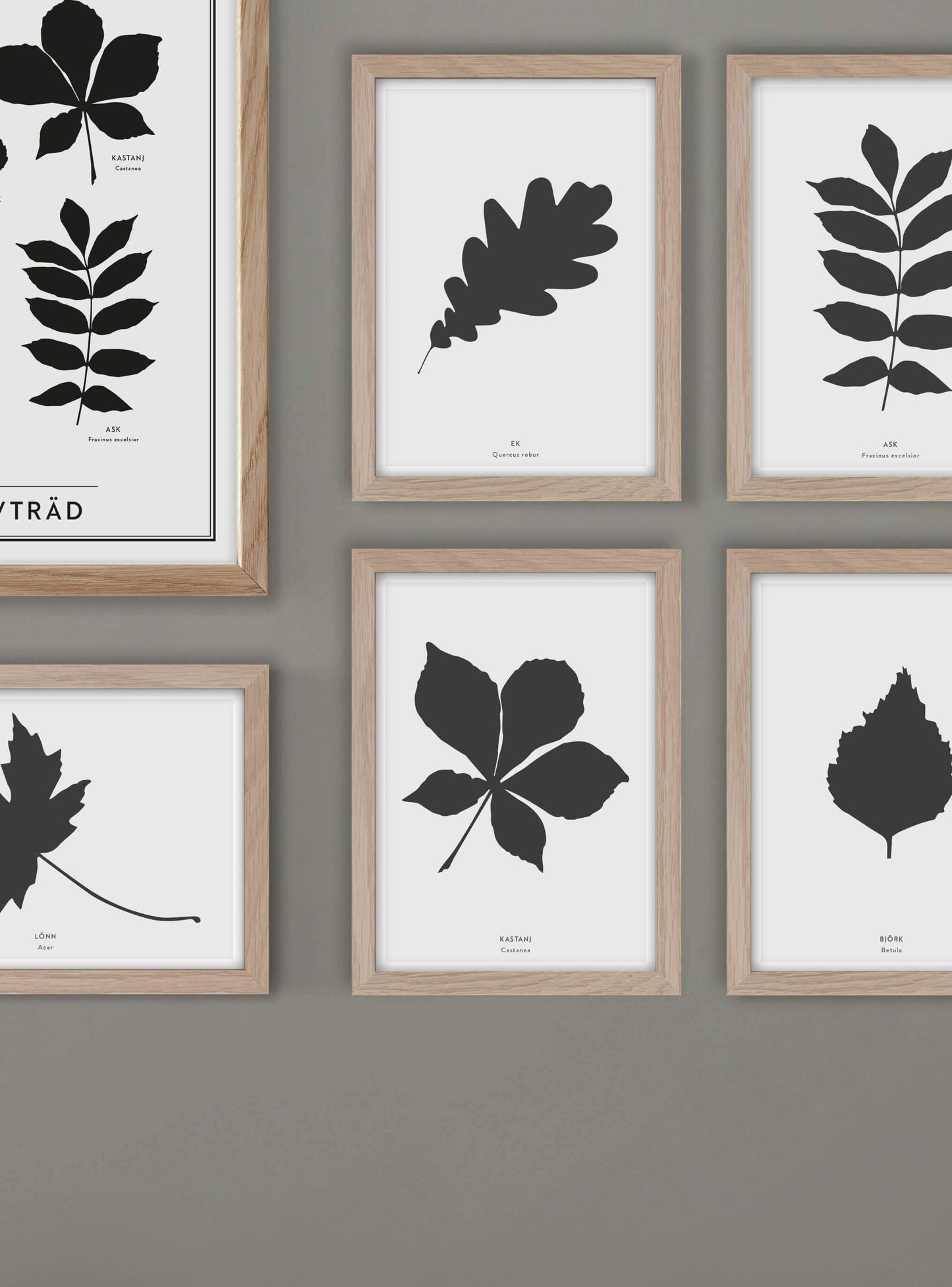 Björklöv - Mini print A5 - Kunskapstavlan