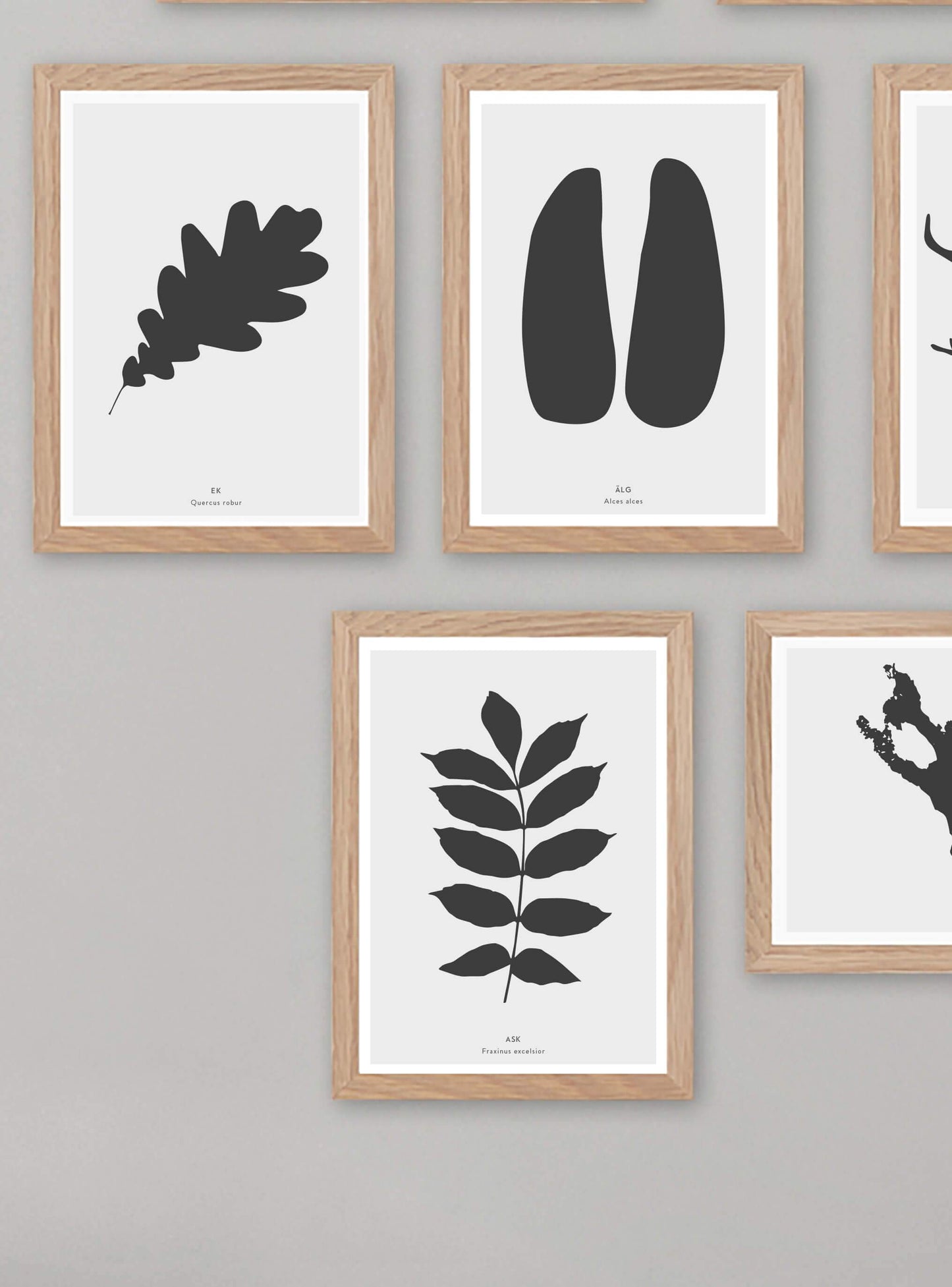 Älgspår - Mini print A5 - Kunskapstavlan