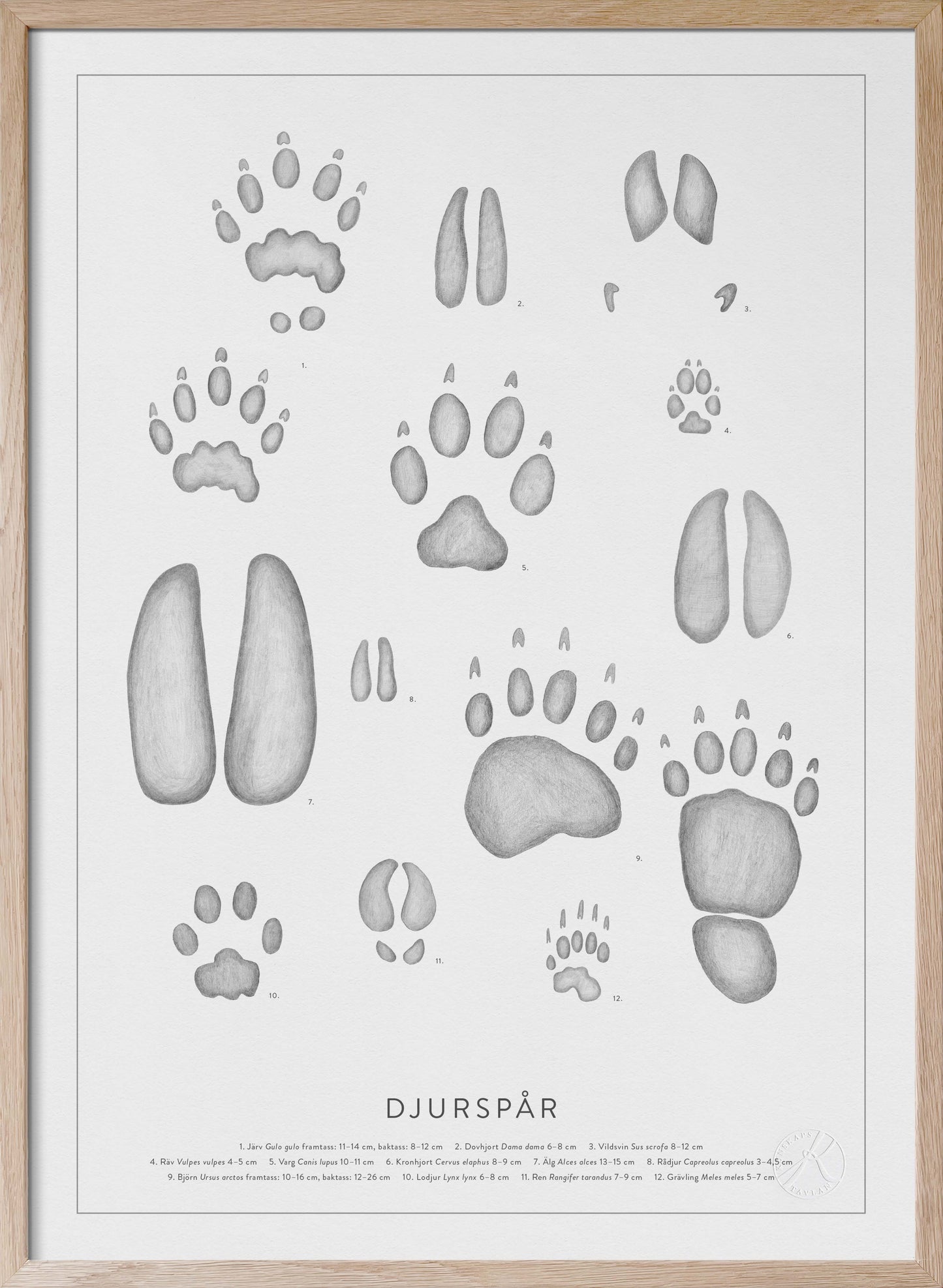 Djurspår - Animal Tracks in Swedish