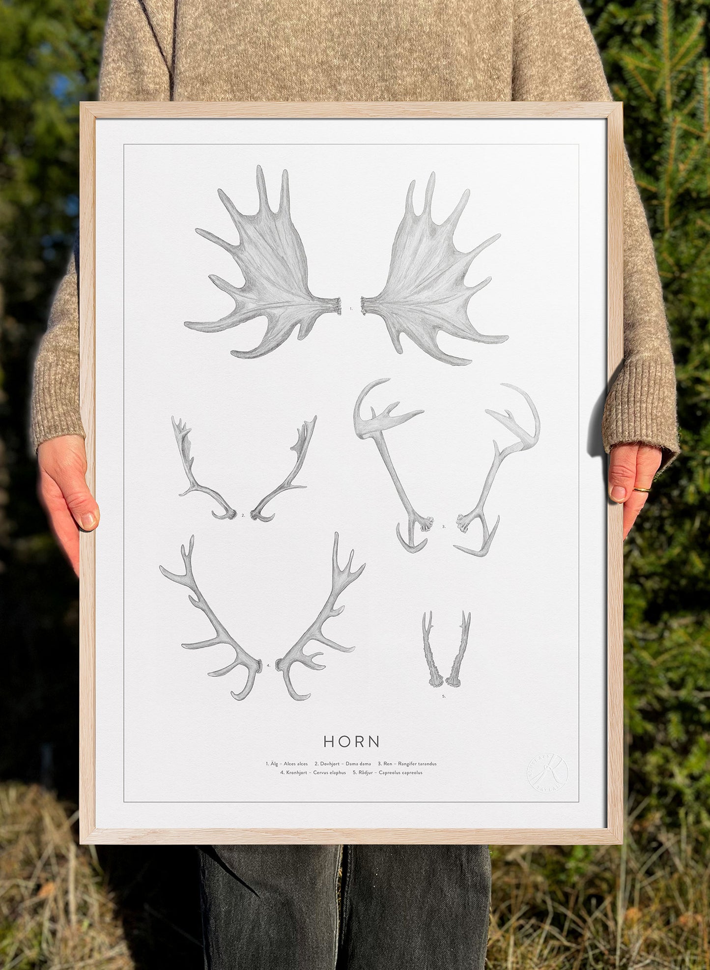 Horn - Antlers and Horns in Swedish