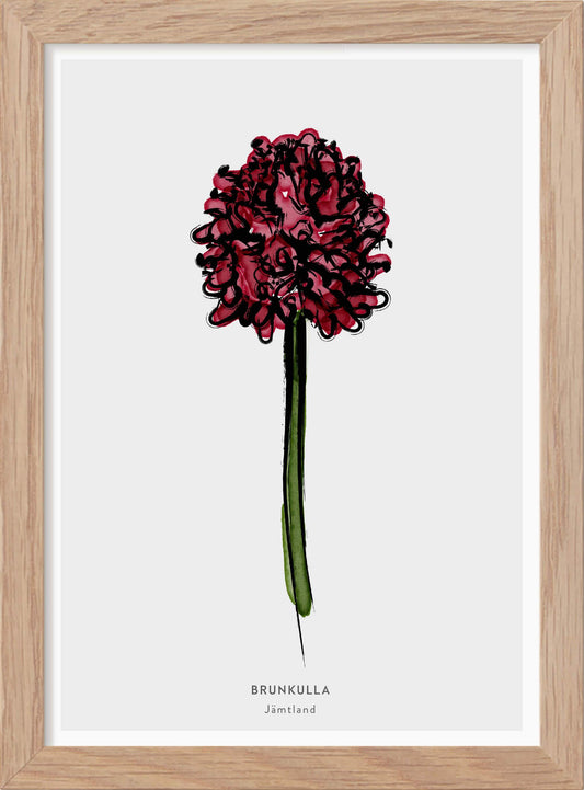 Landskapsblomma Brunkulla - Jämtland - Mini print A5 - Kunskapstavlan