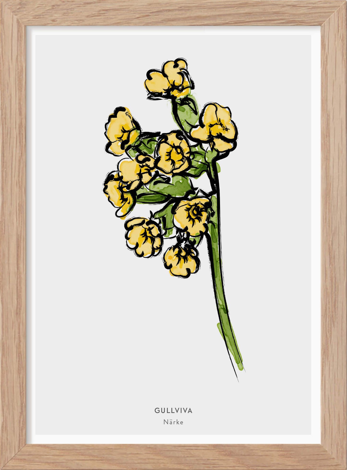 Landskapsblomma Gullviva - Närke - Mini print A5 - Kunskapstavlan