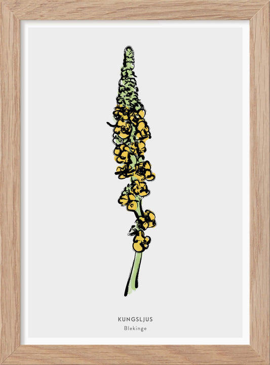 Landskapsblomma Kungsljus - Blekinge - Mini print A5 - Kunskapstavlan