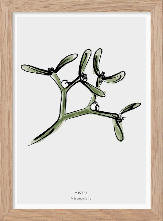 Landskapsblomma Mistel - Västmanland - Mini print A5 - Kunskapstavlan
