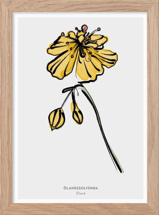 Landskapsblomma Ölandssolvända - Öland - Mini print A5 - Kunskapstavlan