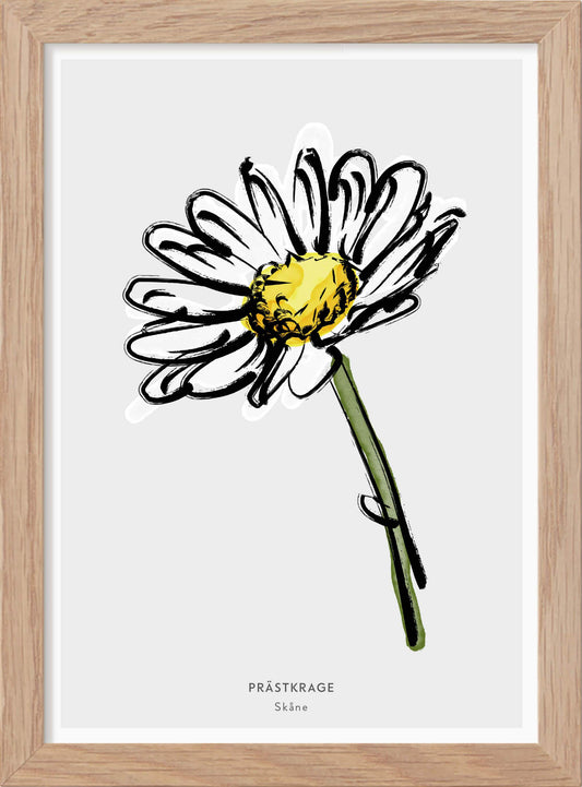 Landskapsblomma Prästkrage - Skåne - Mini print A5 - Kunskapstavlan