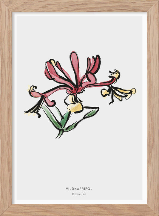 Landskapsblomma Vildkaprifol - Bohuslän - Mini print A5 - Kunskapstavlan