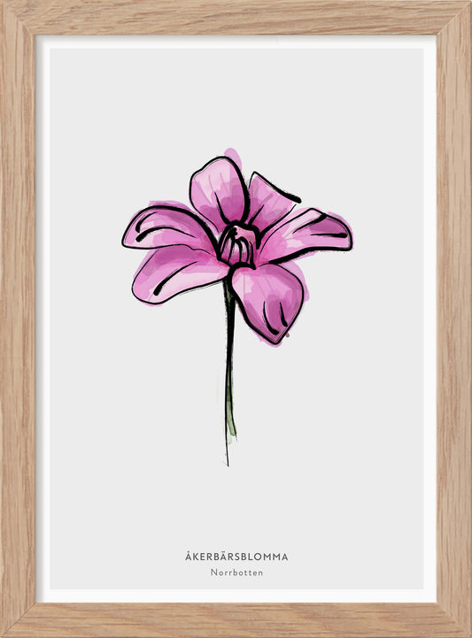 The Province Flower of Norrbotten "Åkerbärsblomma" - In Swedish - Mini print