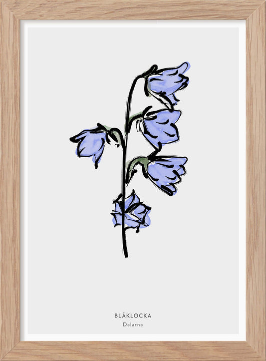 Landskapsblomma Blåklocka - Dalarna - Mini print A5 - Kunskapstavlan