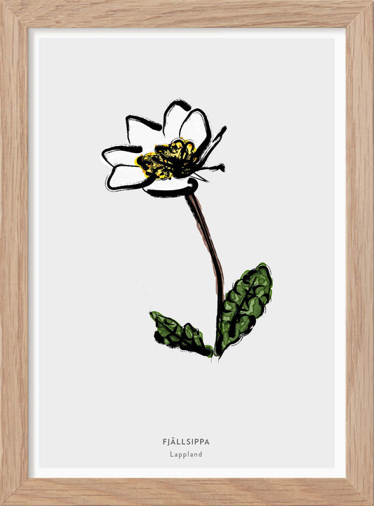 Landskapsblomma Fjällsippa - Lappland - Mini print A5 - Kunskapstavlan