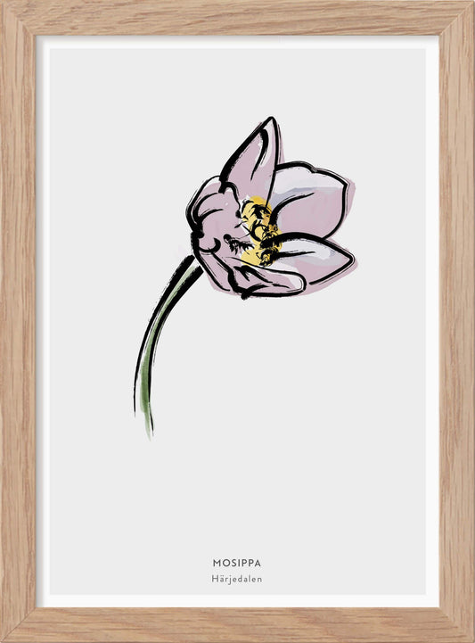 Landskapsblomma Mosippa - Härjedalen - Mini print A5 - Kunskapstavlan