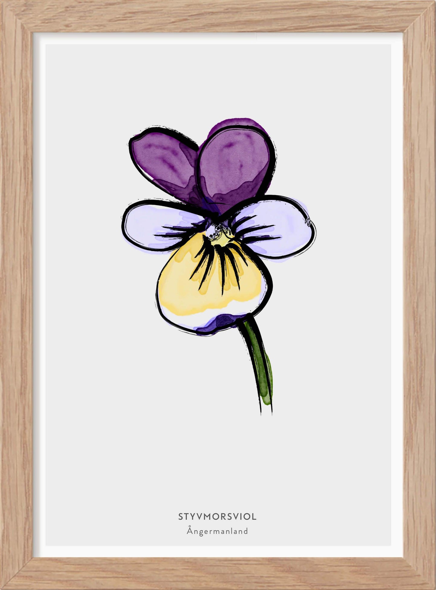 Landskapsblomma Styvmorsviol - Ångermanland - Mini print A5 - Kunskapstavlan