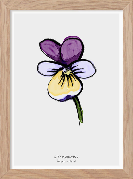 Landskapsblomma Styvmorsviol - Ångermanland - Mini print A5 - Kunskapstavlan