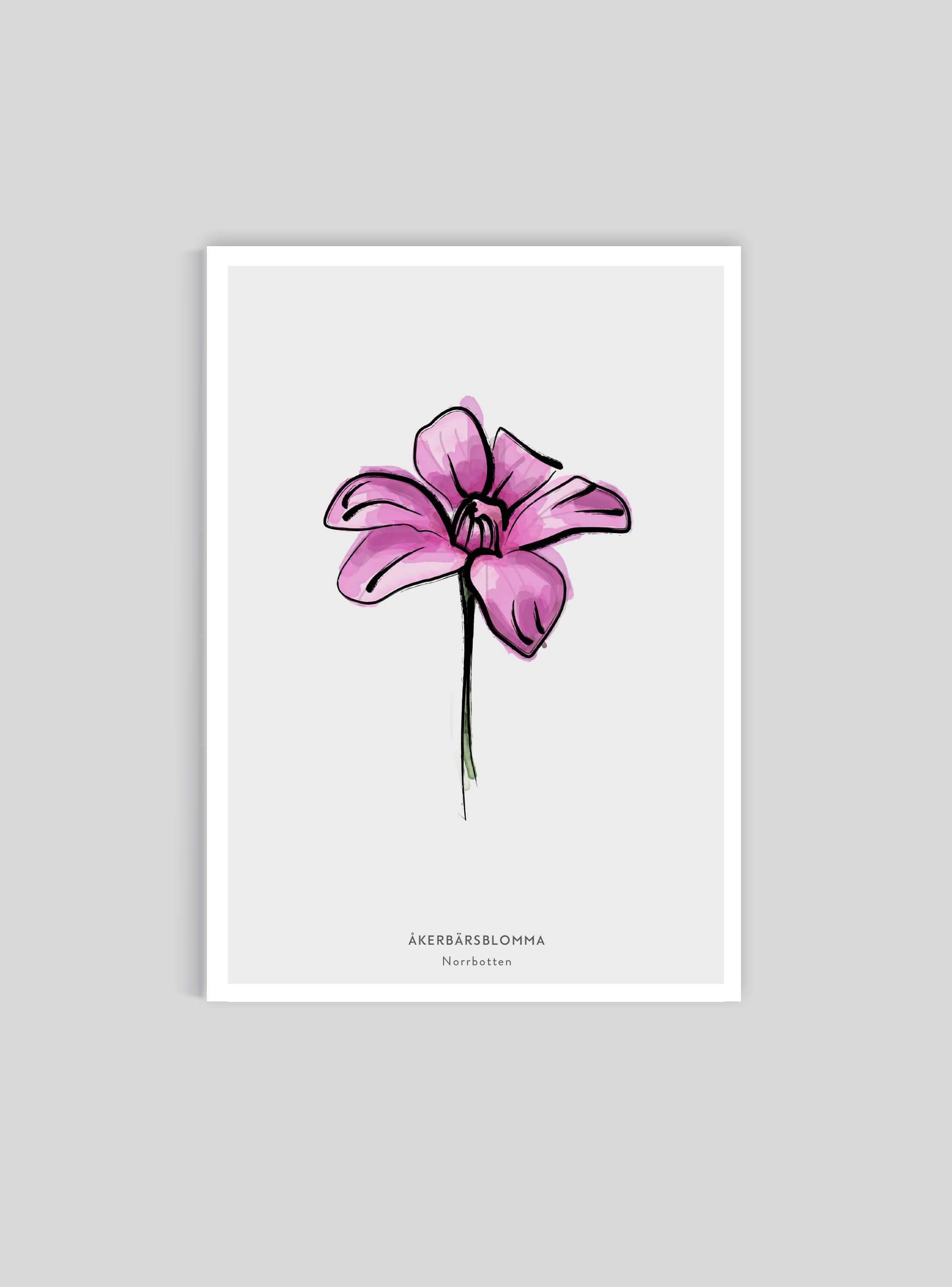 Landskapsblomma Åkerbärsblomma - Norrbotten - Mini print A5 - Kunskapstavlan