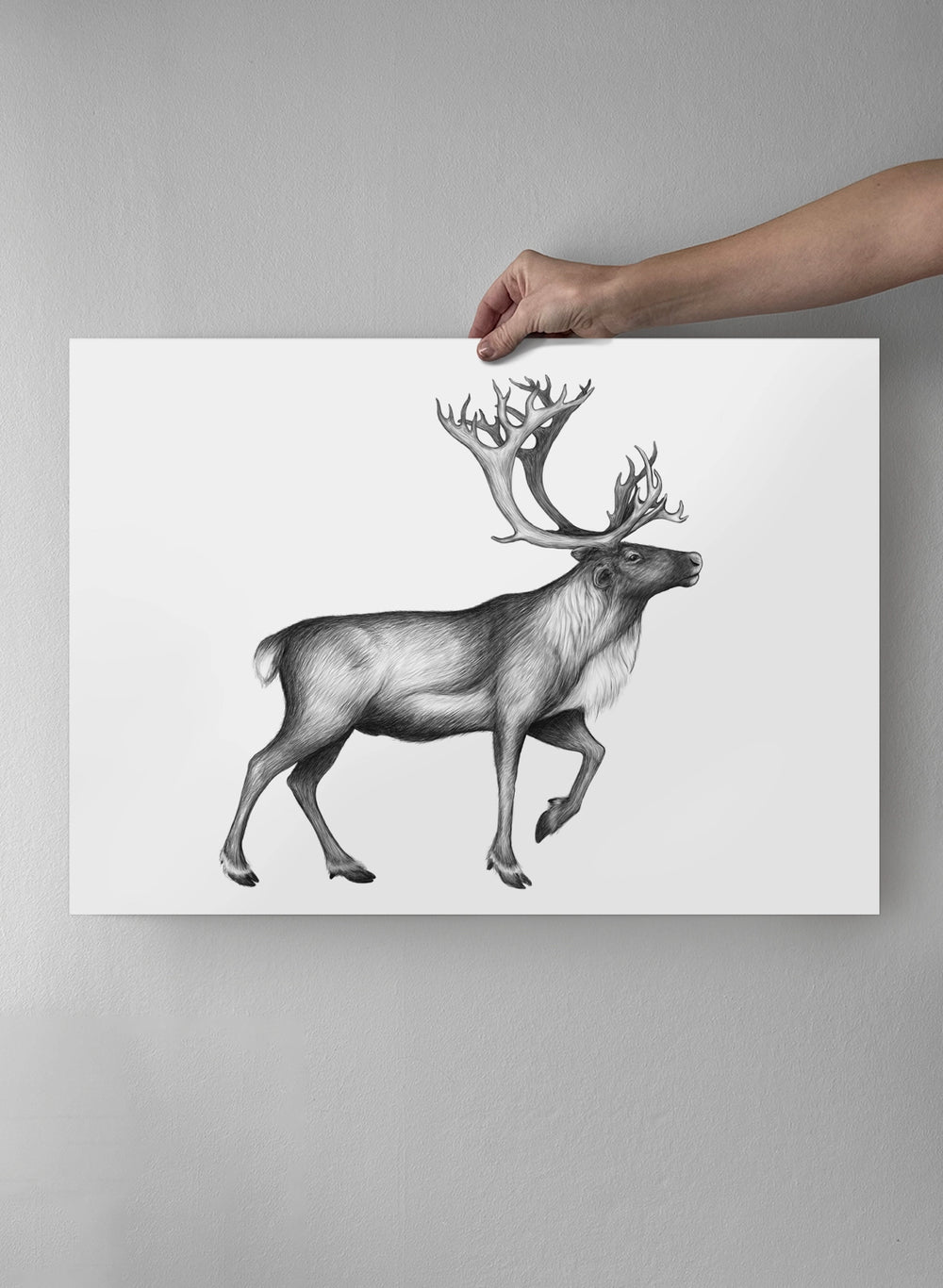 The Reindeer