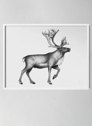 Classic White Pinewood Frame