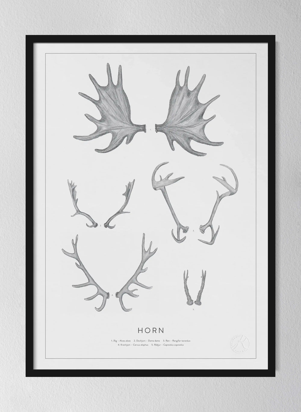 Horn - Antlers and Horns in Swedish