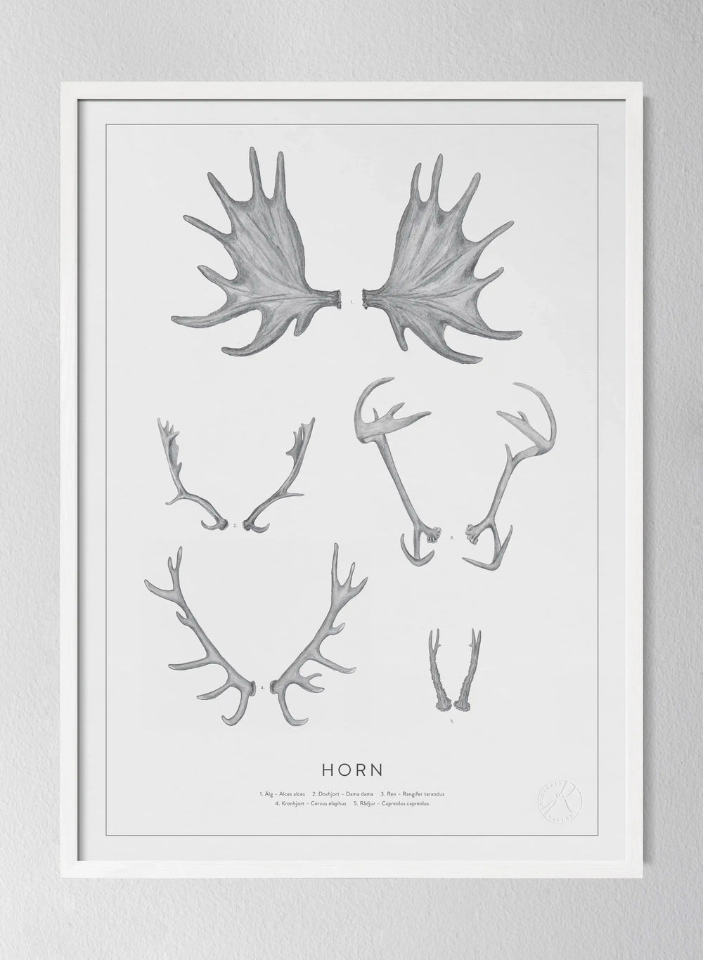 Horn - Antlers and Horns in Swedish