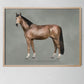 The Anatomy of the Horse - in Swedish