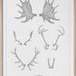 Horn - Antlers and Horns in Swedish