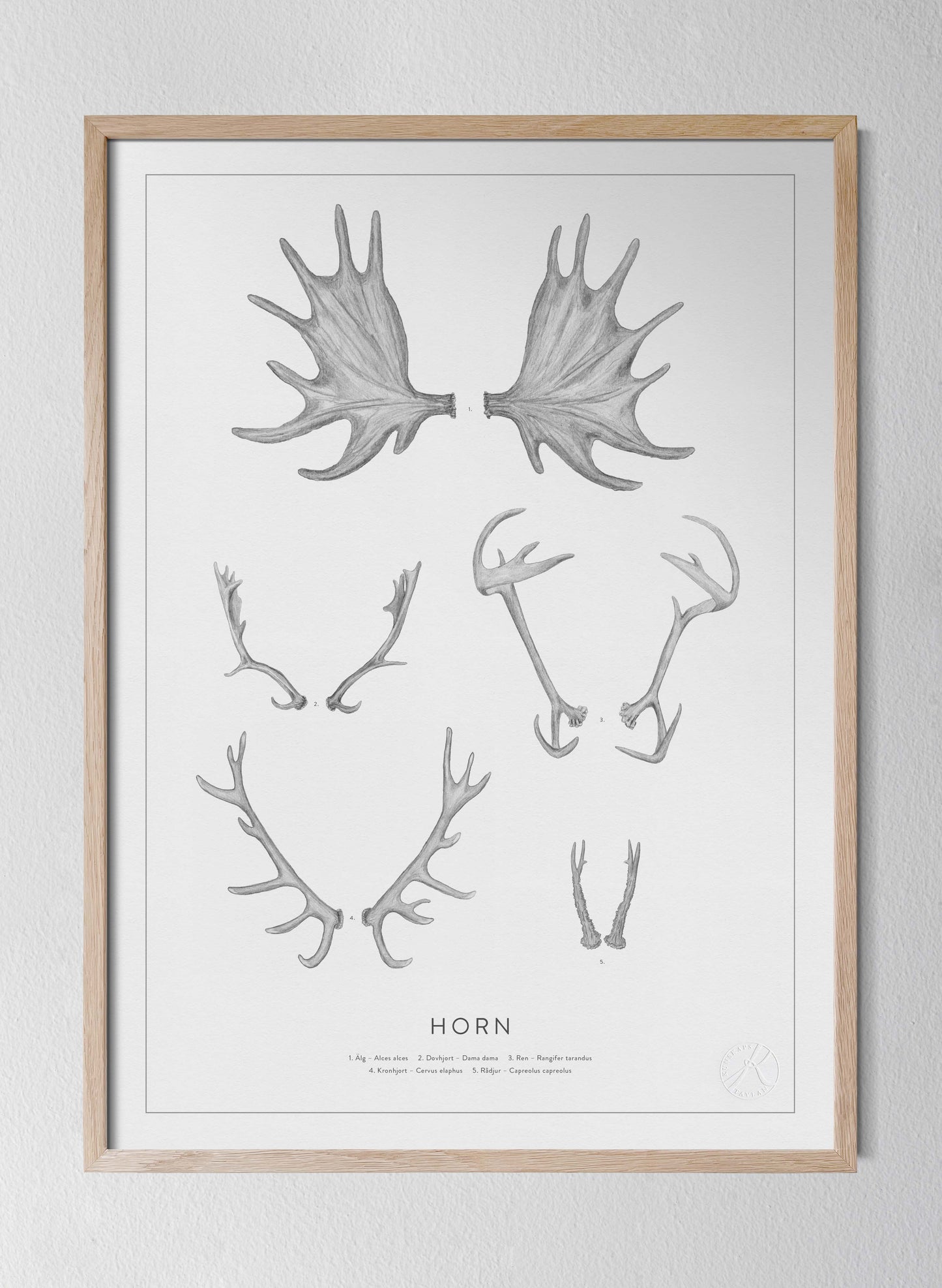 Horn - Antlers and Horns in Swedish