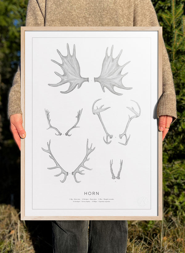 Horn - Antlers and Horns in Swedish