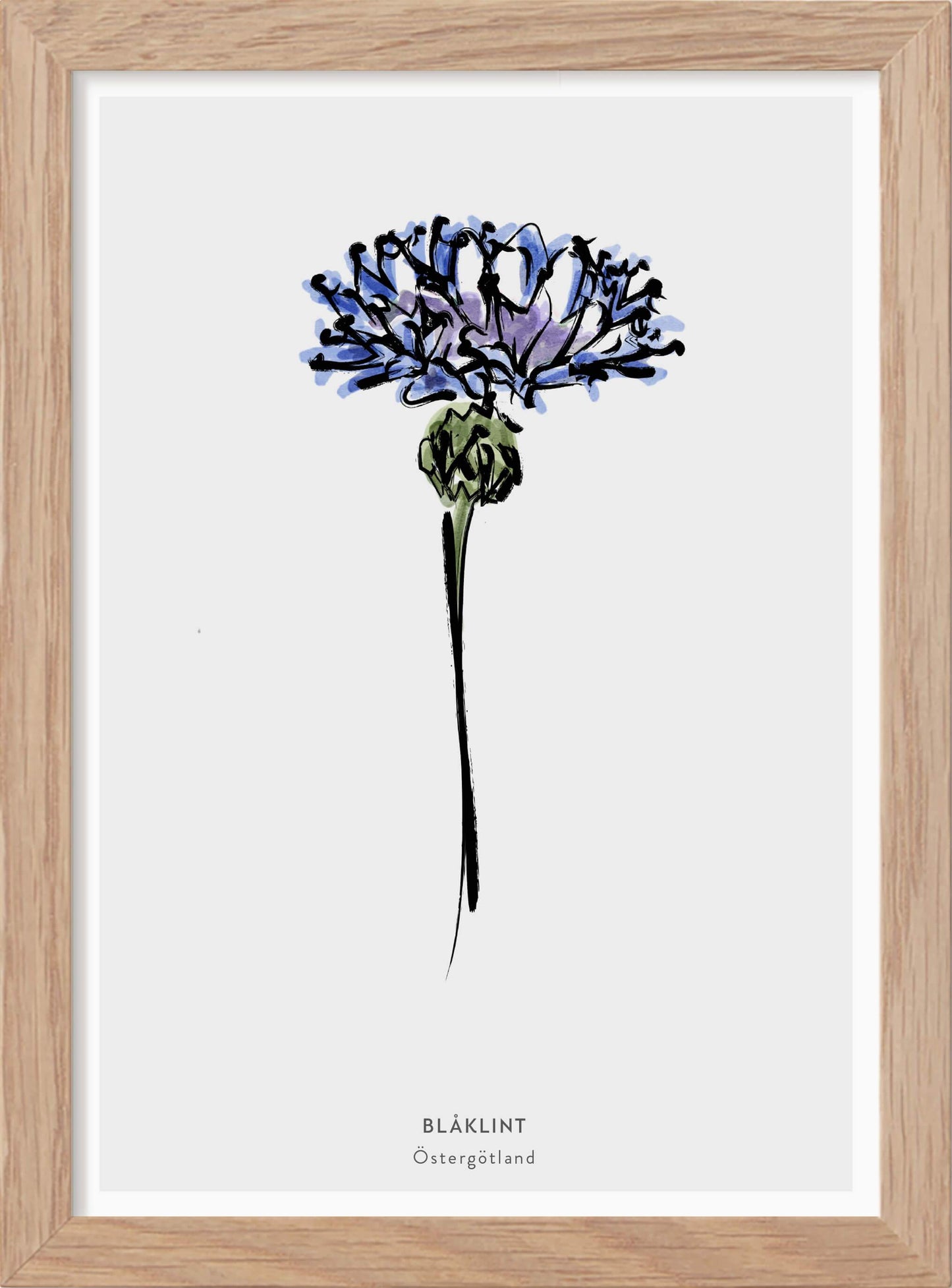 Landskapsblomma Blåklint - Östergötland - Mini print A5 - Kunskapstavlan