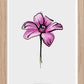 The Province Flower of Norrbotten "Åkerbärsblomma" - In Swedish - Mini print