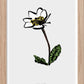 Landskapsblomma Fjällsippa - Lappland - Mini print A5 - Kunskapstavlan