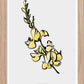 Landskapsblomma Hårginst - Halland - Mini print A5 - Kunskapstavlan