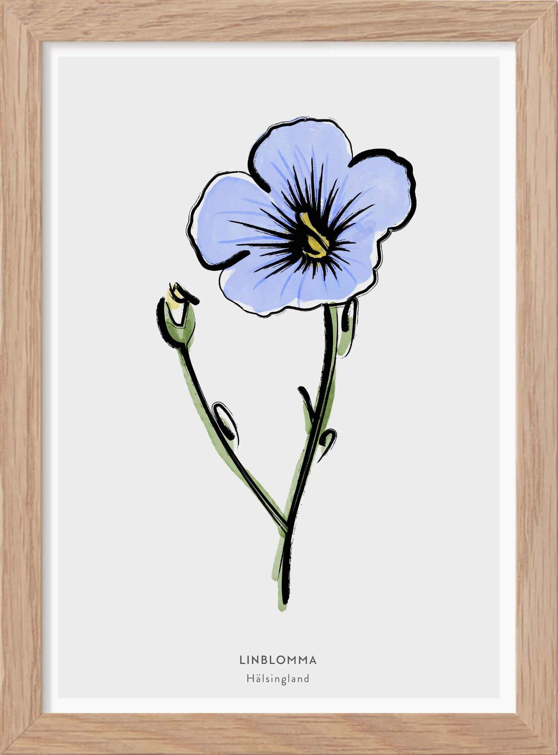 Landskapsblomma Linblomma - Hälsingland - Mini print A5 - Kunskapstavlan