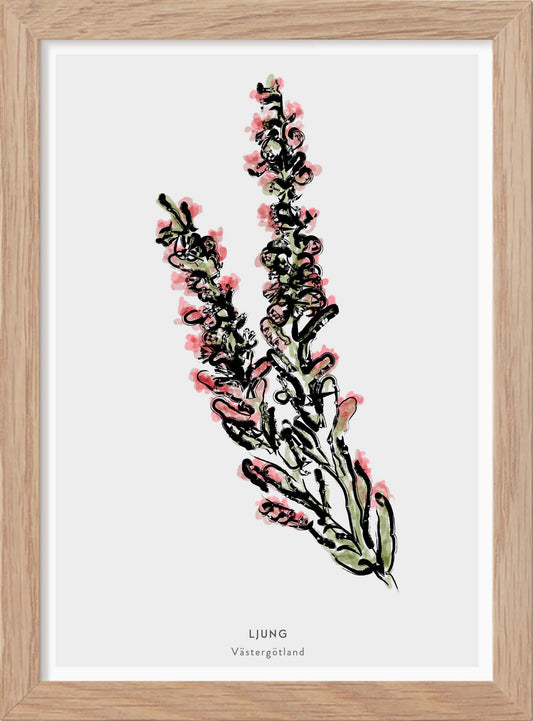 Landskapsblomma Ljung - Västergötland - Mini print A5 - Kunskapstavlan