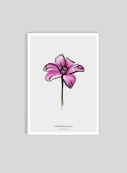 Landskapsblomma Åkerbärsblomma - Norrbotten - Mini print A5 - Kunskapstavlan